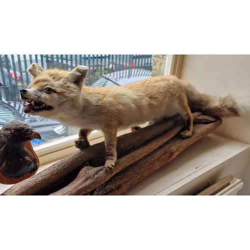 10b - Very Large Fox Taxidermy Item - 70cm long