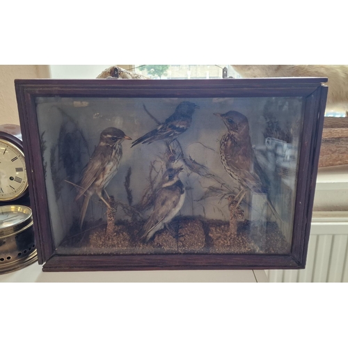 10d - Cased Wildife Bird Taxidermy Collection inc Song Thrushes and Finches - 43x30cm