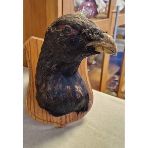 10e - Capercaillie Bird Taxidermy Wall Plaque