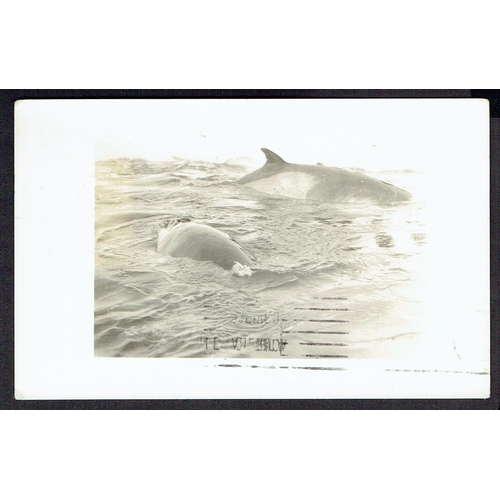 72 - 1934 (31 Jan) Byrd Antarctic Expedition, real photo postcard of two killer whales in the sea bearing... 