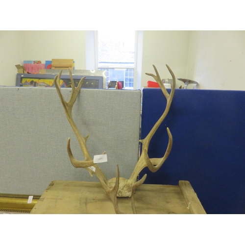 434 - Set of Antlers