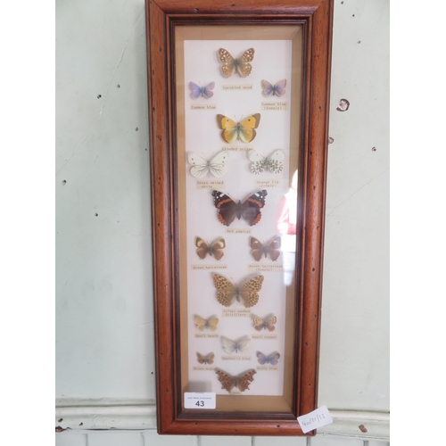 43 - Framed Butterfly Specimens