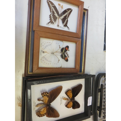 18 - Framed Butterflies and Fishing Flies