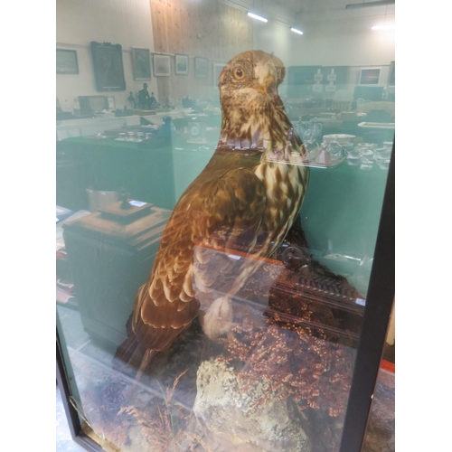 289 - Cased Model of a Taxidermy Saker Falcon