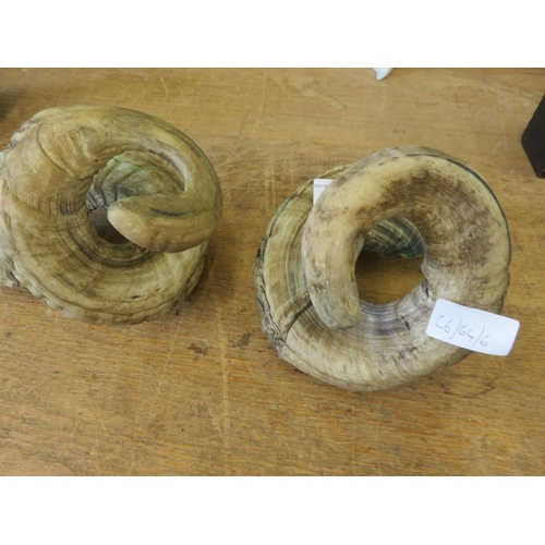 310 - Pair of sheep type Antlers