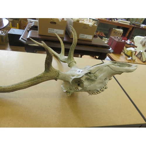 442 - Ten Point Stag Antlers