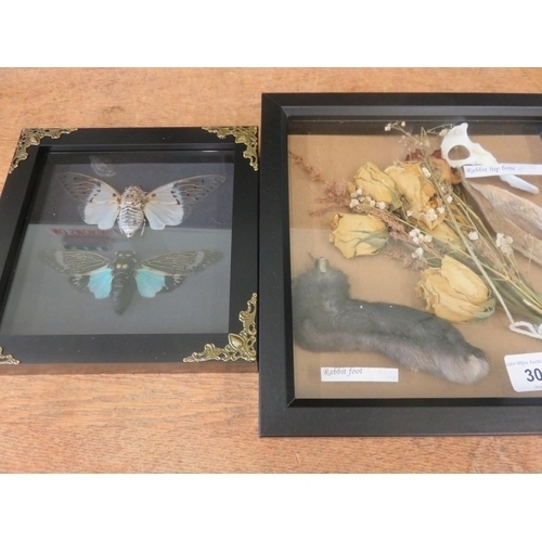 306 - Framed Rabbits' Ear/Foot and Framed Moth Specimens