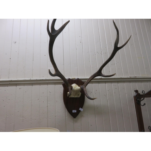 463 - Mounted 10 Point Antlers