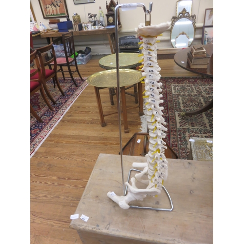 491 - Medical Teaching Aid - Spine and Pelvis Bones Hung on Metal Stand