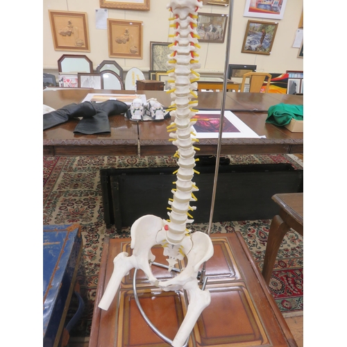 462 - Medical Teaching Aid - Spine and Pelvic Bones, hung on metal stand