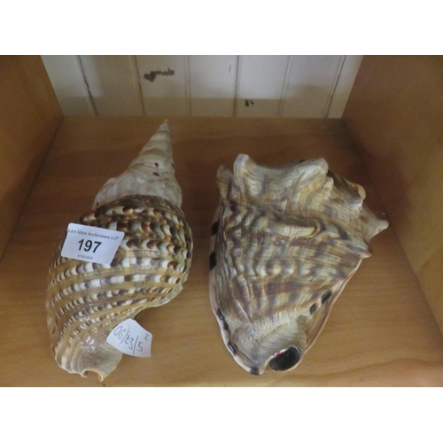 197 - Two Large Sea Shells