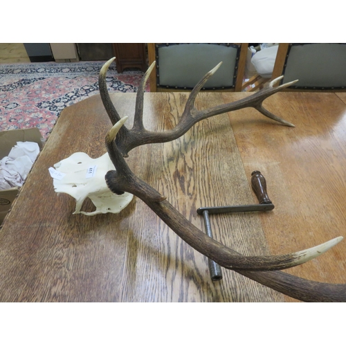 411 - 12 Pointer Red Deer Antler