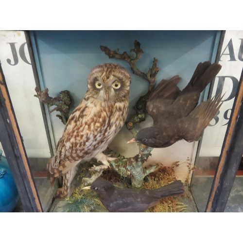 321 - Taxidermy Owl - Two Crows in Glazed Case