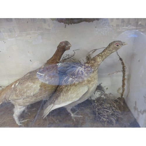 328 - Two Taxidermy Grouse in Glazed Display Case