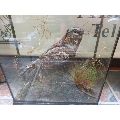 329 - Taxidermy Bird in Glazed Display Case