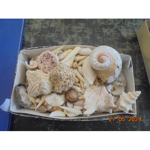 211 - Box of Sea Shells