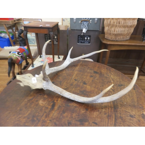 385 - Six Point Deer Antlers