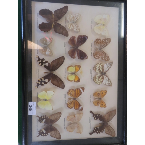 249 - 15 Framed Butterfly Specimens