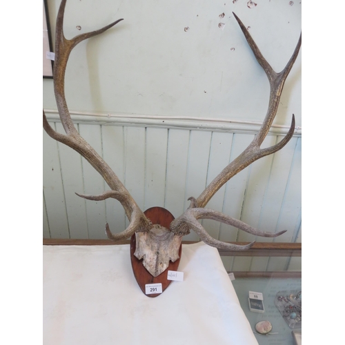 291 - Ten Point Deer Antler