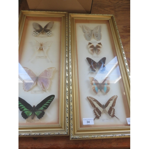 34 - Two Framed Sets of Butterflies of the World