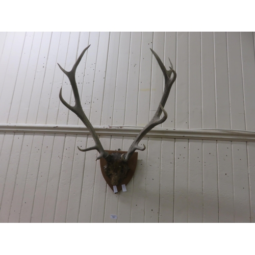 504 - 11 Point Stags Antlers