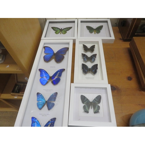 183 - Six Framed Butterflies and Moths