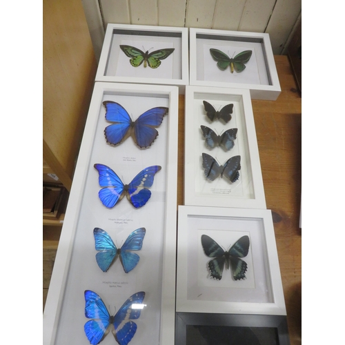 183 - Six Framed Butterflies and Moths