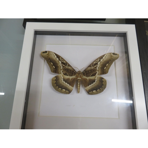 337 - Seven Framed Butterflies and Moths