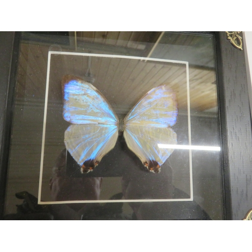 337 - Seven Framed Butterflies and Moths