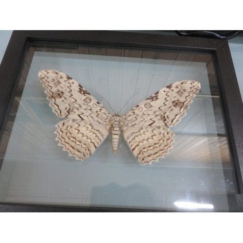 337 - Seven Framed Butterflies and Moths