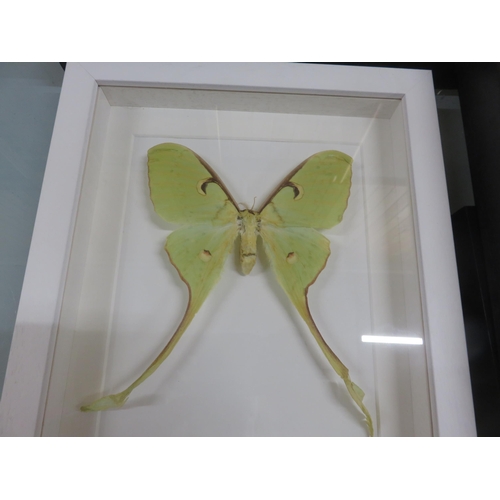 337 - Seven Framed Butterflies and Moths