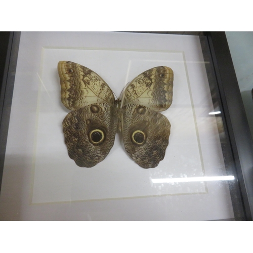 337 - Seven Framed Butterflies and Moths