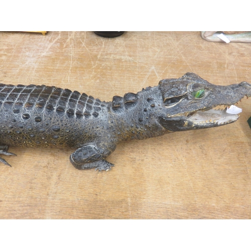 225 - Taxidermy Model of a Young Crocodile, 65cm Long
