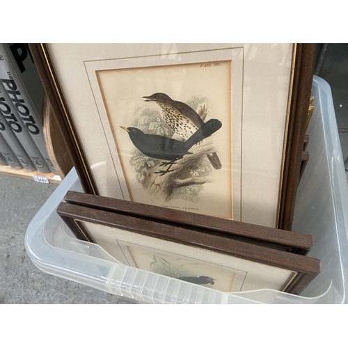 481 - Box containing bird related prints