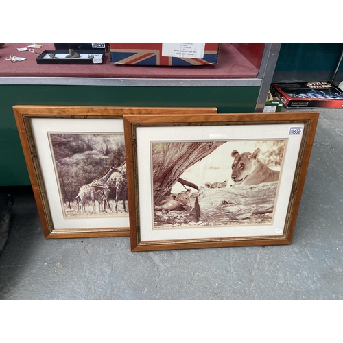 630 - 2 Framed and glazed African wildlife photos