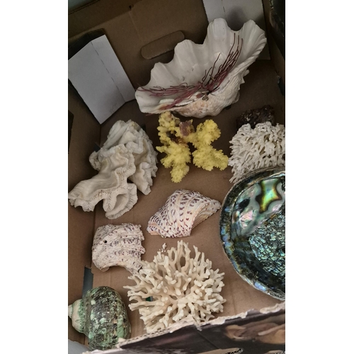 26 - Box containing shells and coral