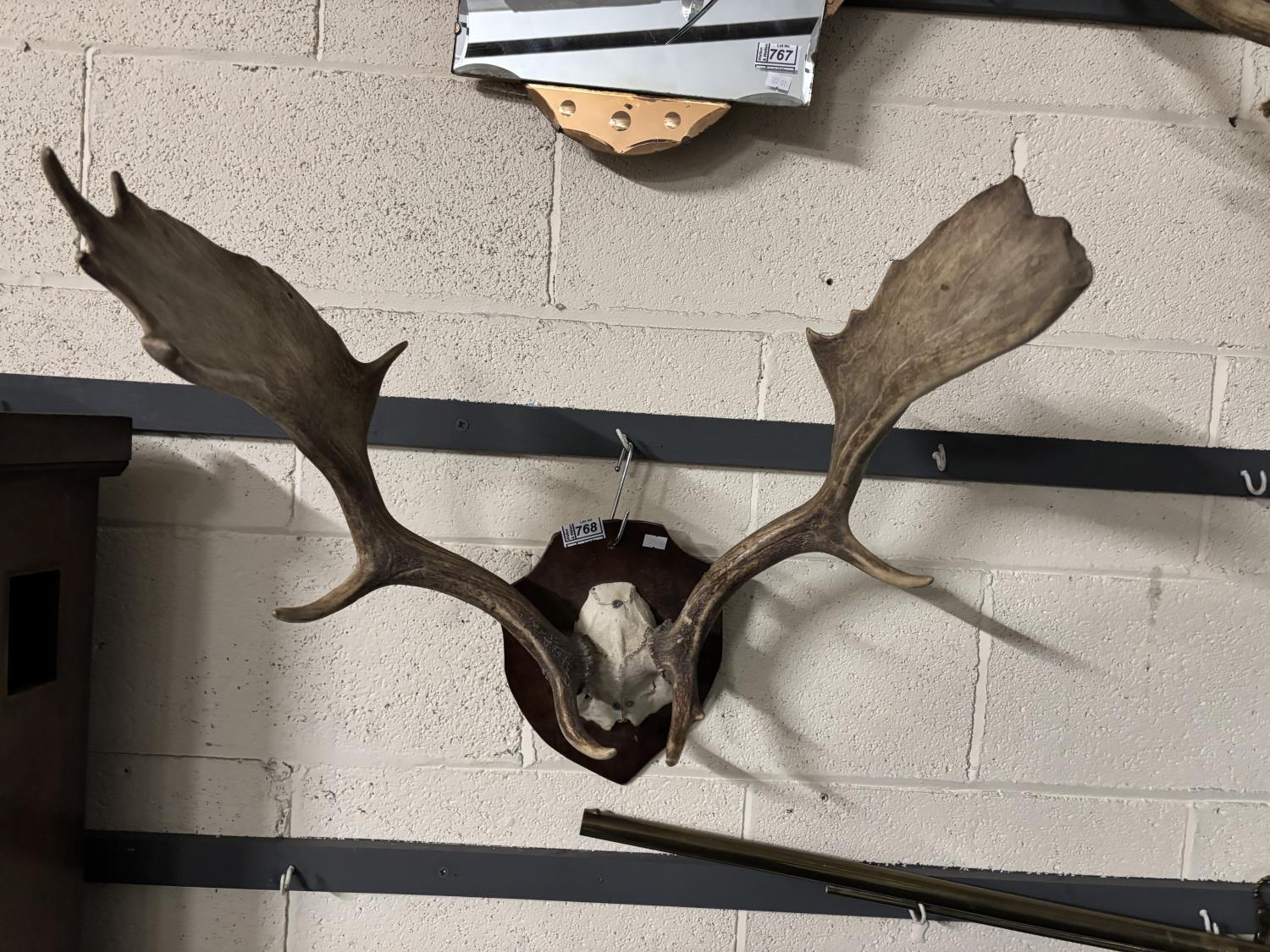 Mounted set of Fallow deer antlers