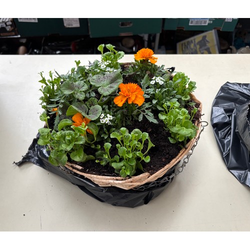 100A - Beautifully filled hanging basket with 100% of the proceeds going to Pendleside Hospice (0% buyer’s ... 