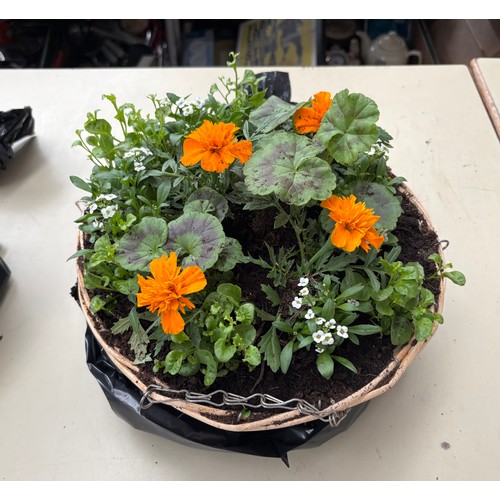 100B - Beautifully filled hanging basket with 100% of the proceeds going to Pendleside Hospice (0% buyer’s ... 