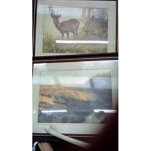 167 - pair of framed highland stag prints