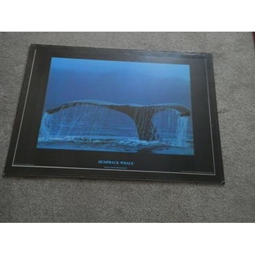 209 - Very large framed and glazed Hunch back whale poster by Frans Lanting. 100 x 70 cm. Slight chips to ... 