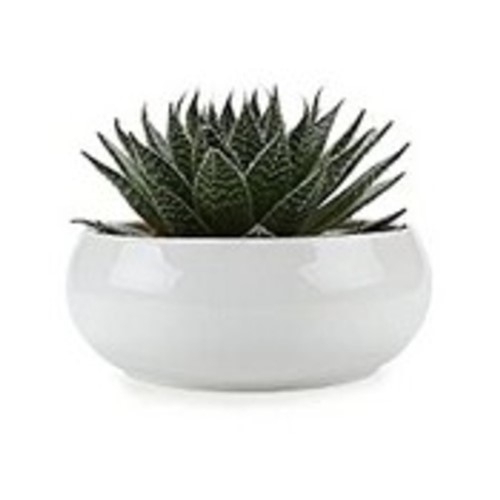 278 - NEW BOXED SUCCULANT WHITE PLANT POT