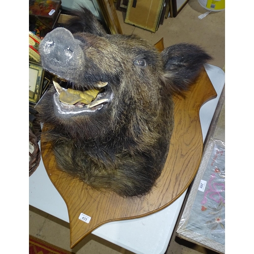 433 - A taxidermic wild boar's head mounted on oak plaque