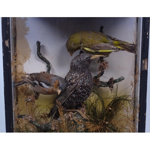 74 - A taxidermy starling, chaffinch and greenfinch in display case