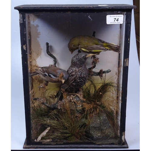 74 - A taxidermy starling, chaffinch and greenfinch in display case