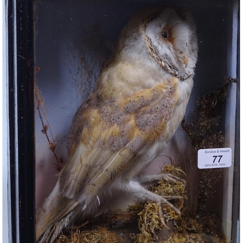 77 - A taxidermic barn owl in case