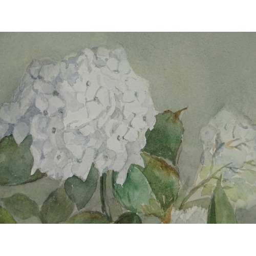 1293 - Mabel Dottridge, watercolour, still life hydrangea, circa 1950, exhibition labels verso, 13.5