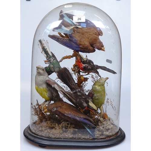 26 - A Victorian glass dome containing taxidermic exotic birds, height 18.5