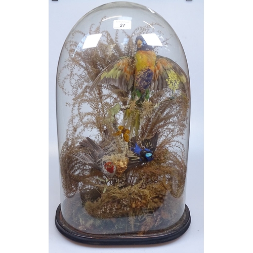 27 - A Victorian glass dome containing taxidermic exotic birds, height 23