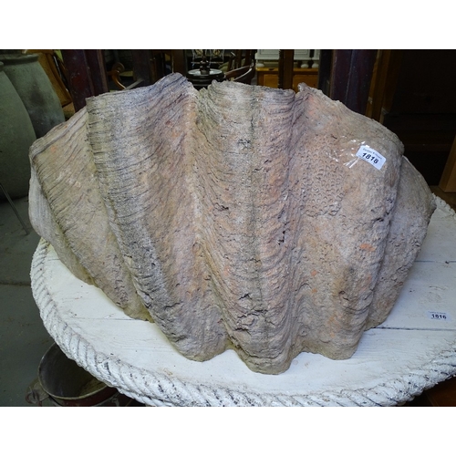 1818 - A concrete clam shell planter, W70cm